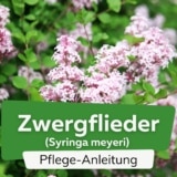 Zwergflieder (Syringa meyeri)