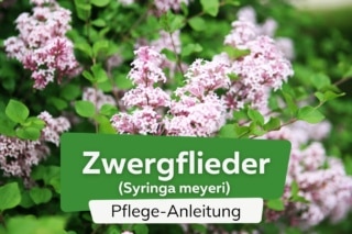 Zwergflieder, Syringa meyeri: Pflege im Garten/Kbel und Schneiden