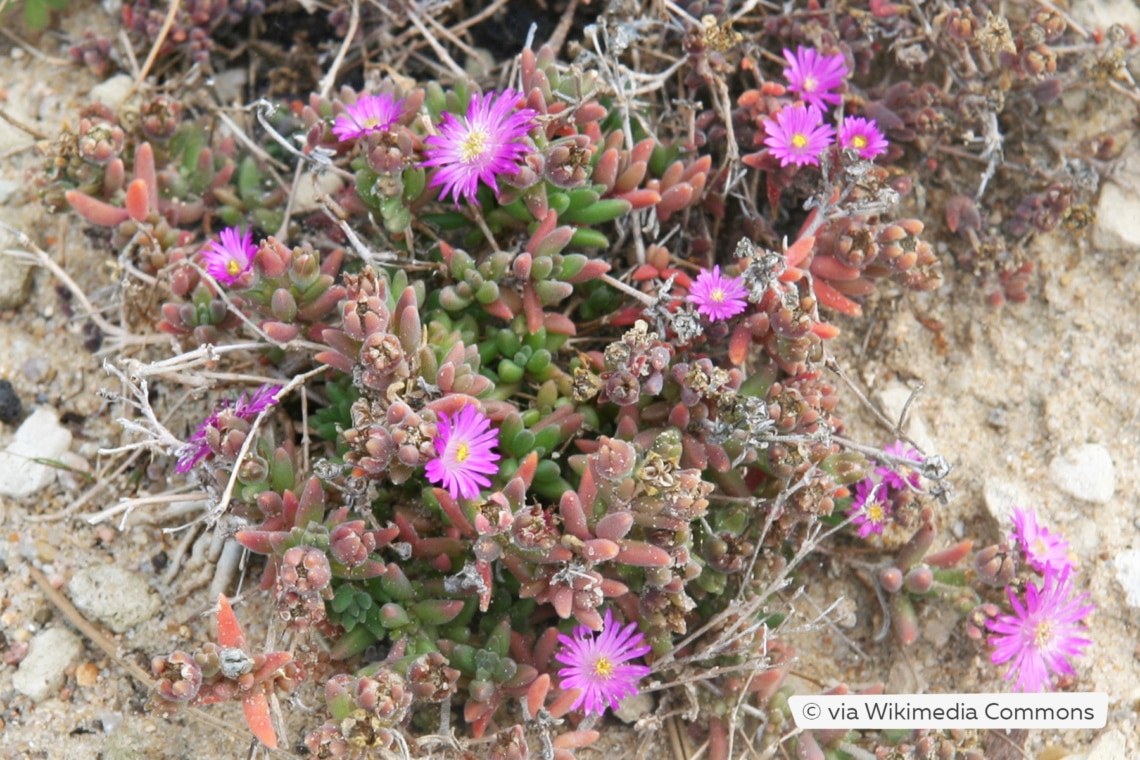 Zwergige Staudenmittagsblume (Delosperma aberdeenense)