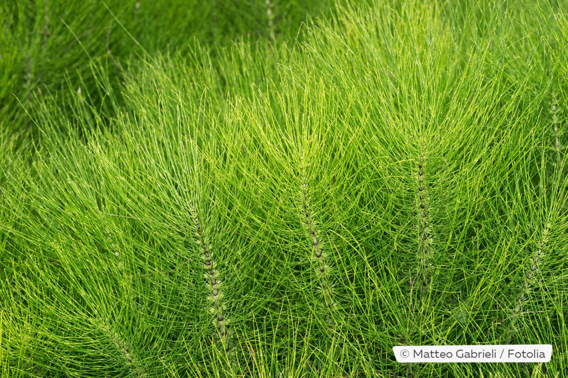 Ackerschachtelhalm (Equisetum arvense)