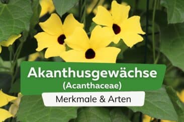 Akanthusgewächse (Acanthaceae), Schwarzäugige Susanne (Thunbergia alata)