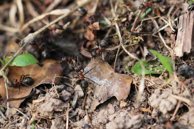 Ameisen am Baum: was tun bei Ameisen an Obstbäumen?