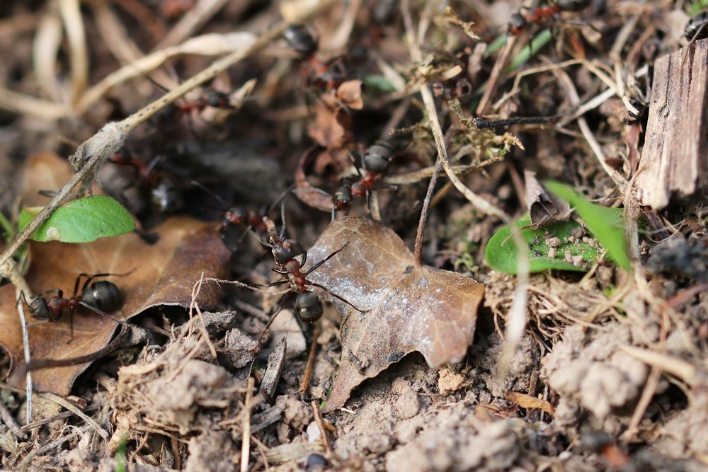 Ameisen auf Gartenboden