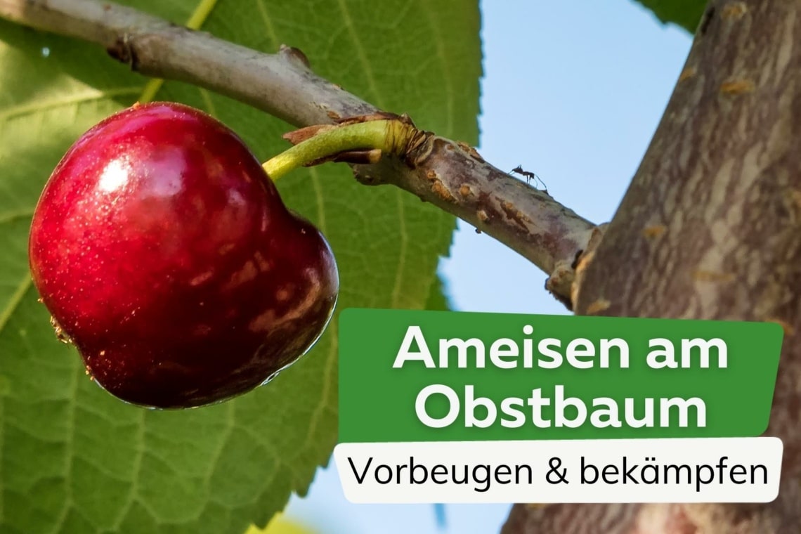 Ameisen am Obstbaum