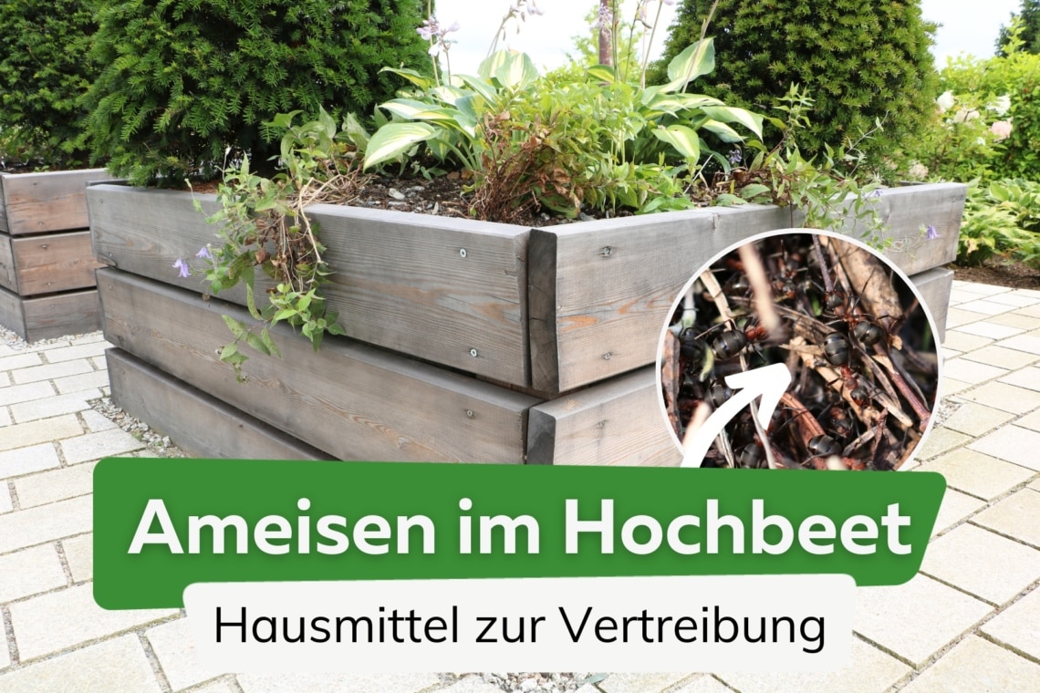 Ameisen im Hochbeet