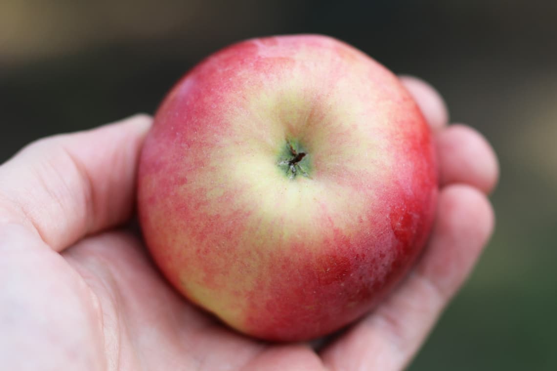 Apfel in Hand