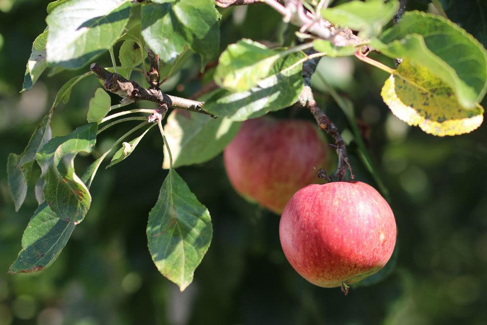 reife Äpfel am Baum