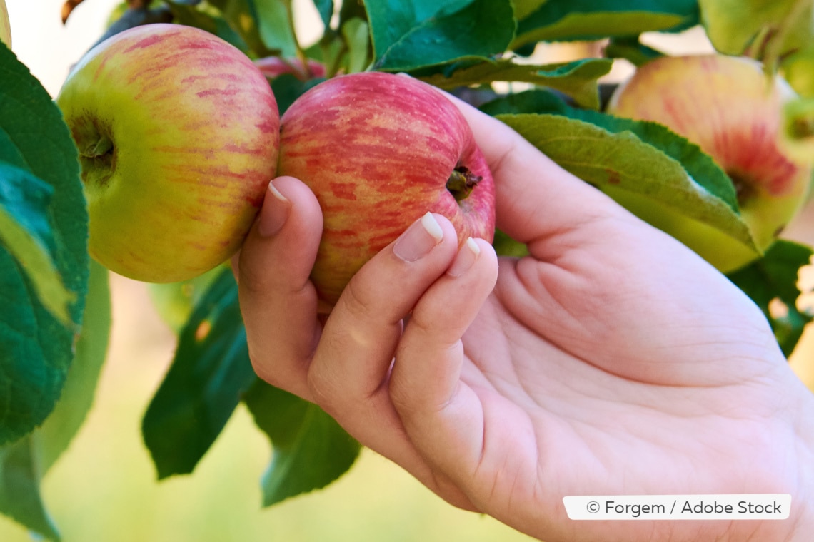 Äpfel auf Reife testen