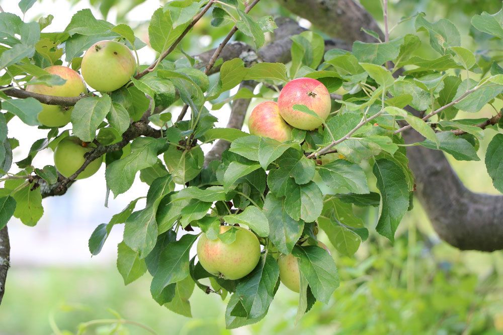 reife Äpfel ernten