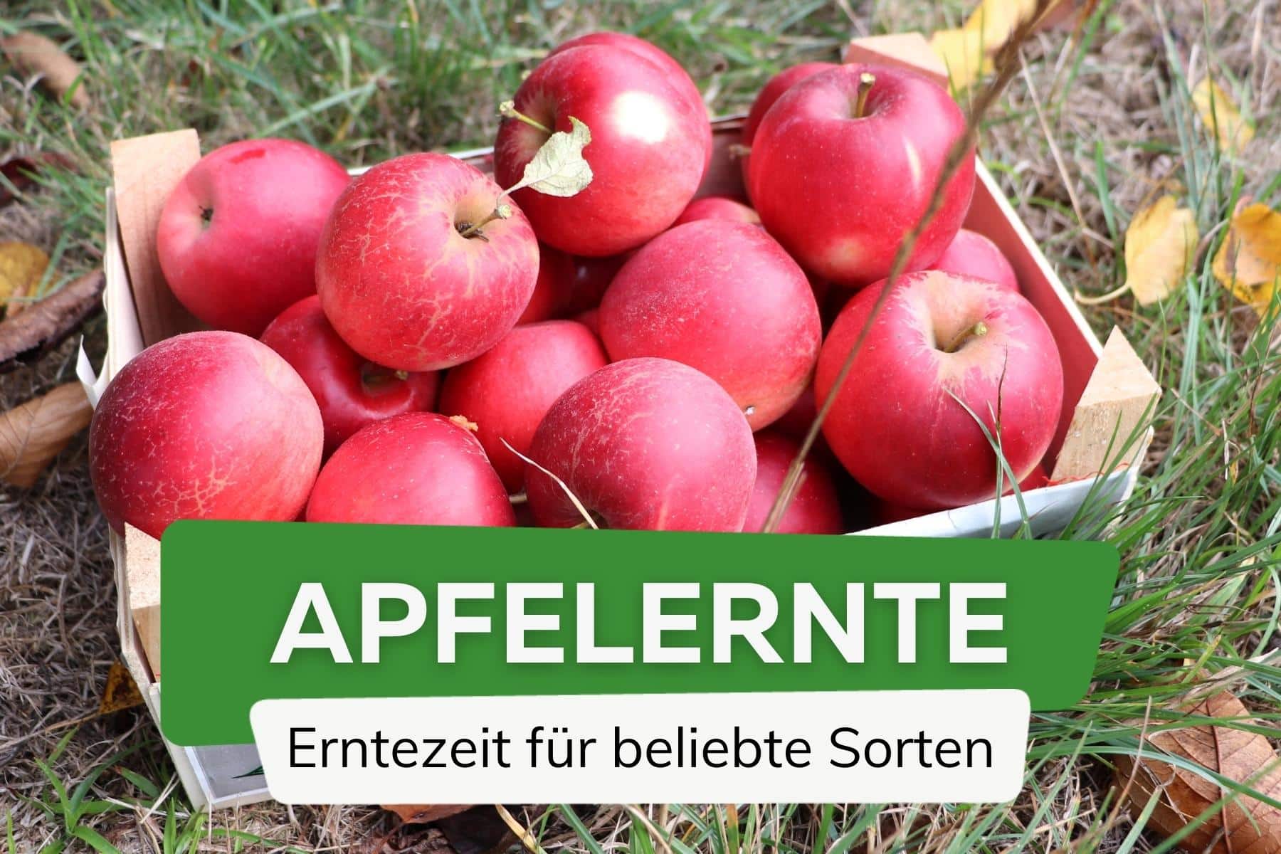 Apfelernte