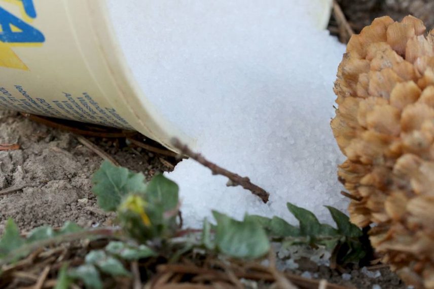 BittersalzDünger Welche Pflanzen vertragen es? Anwendung