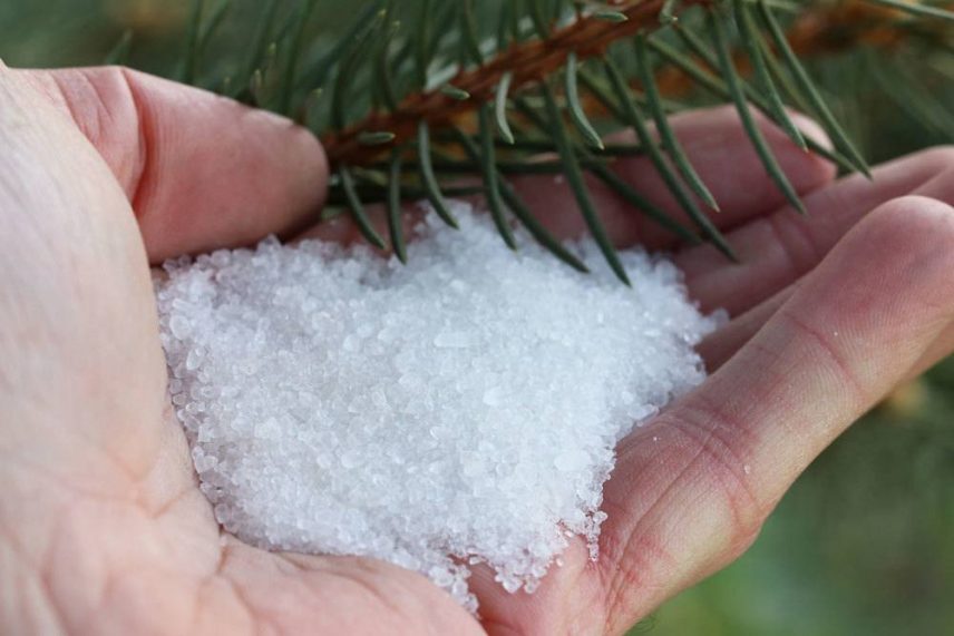 BittersalzDünger Thuja und Koniferen richtig düngen 10 Tipps