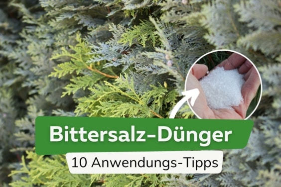 Thuja und Koniferen mit Bittersalz düngen