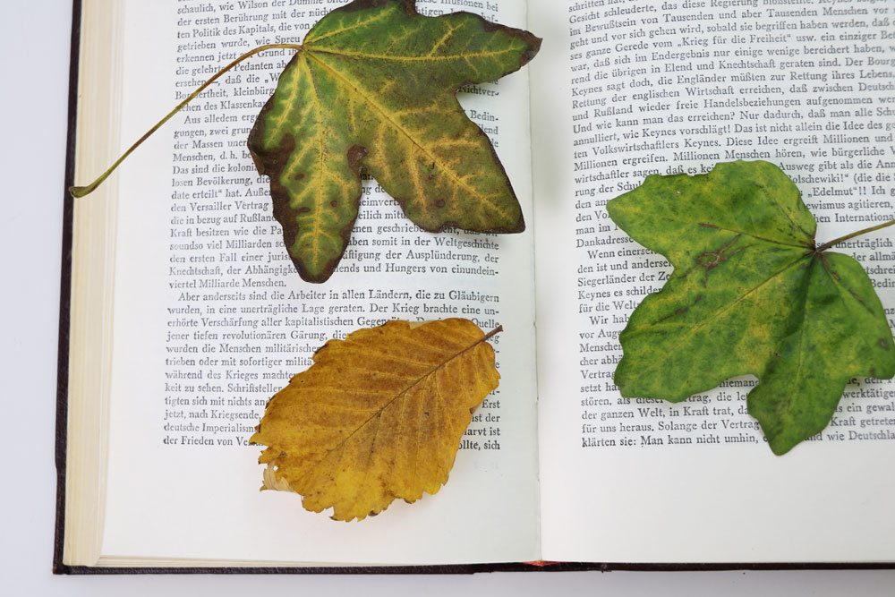 Blätter in Buch, zum Trocknen, einlegen