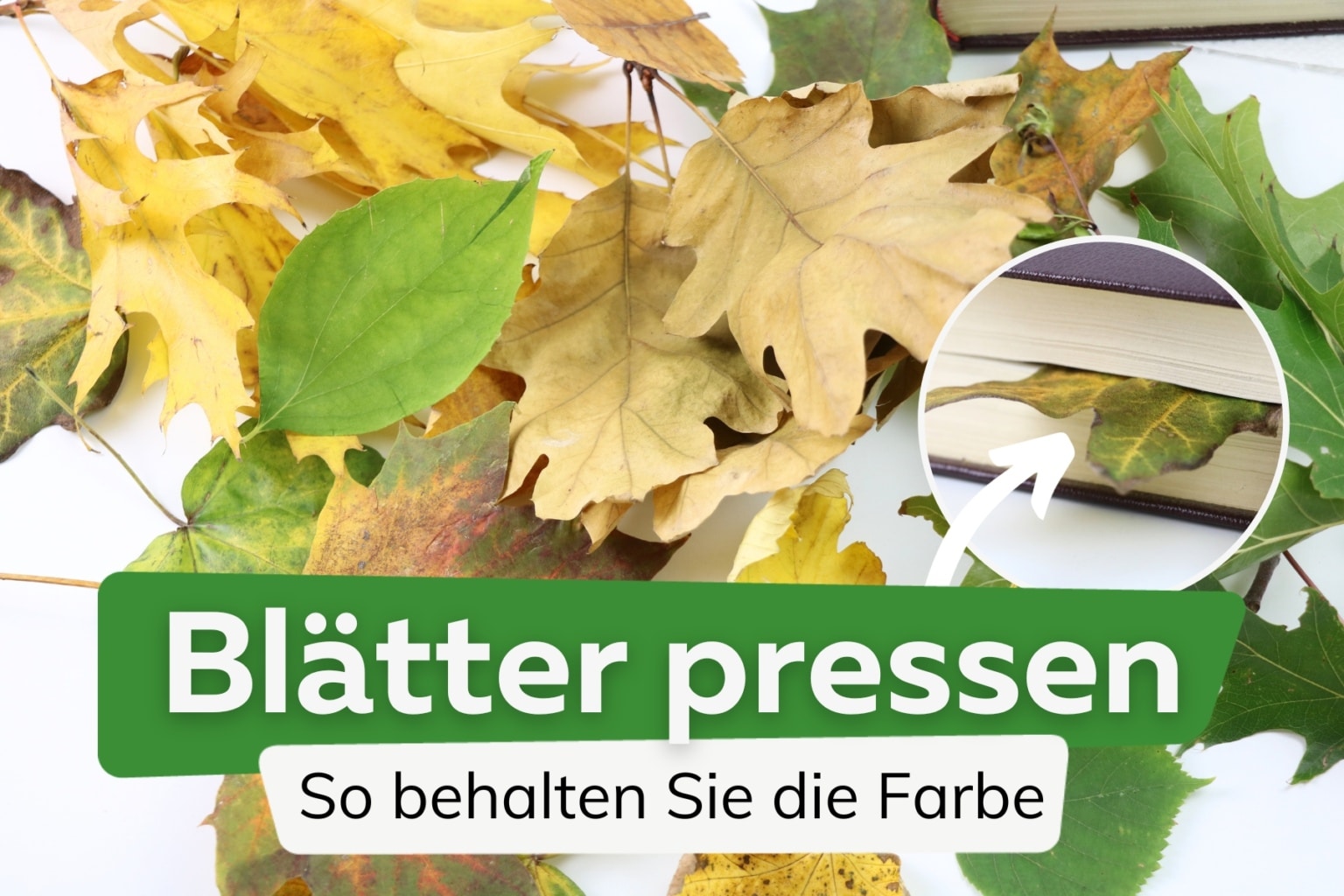 Blatter Trocknen Und Pressen