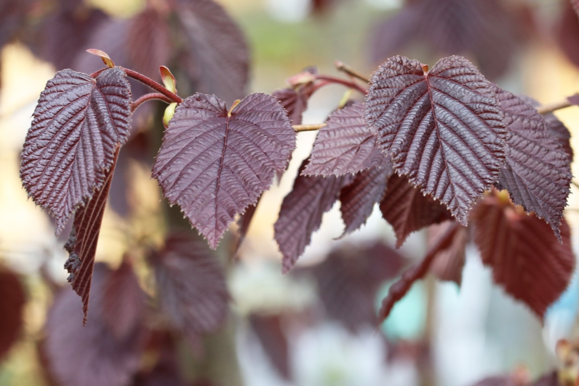 Bluthasel (Corylus maxima 'Purpurea')