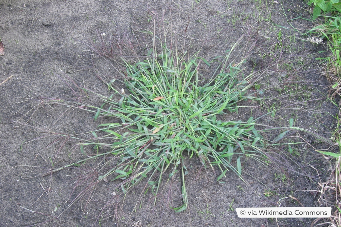 Blutrote Fingerhirse (Digitaria sanguinalis)