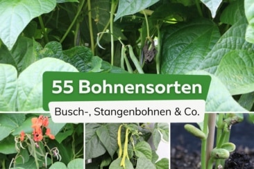 Bohnensorten