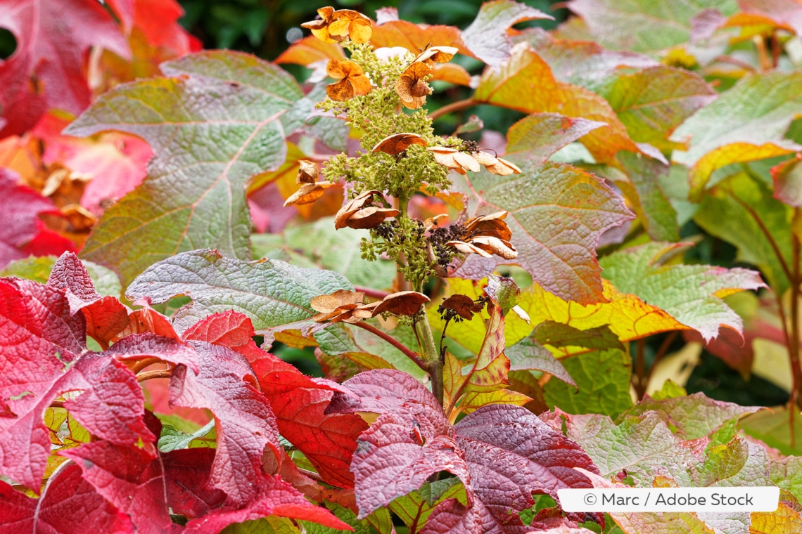 Eichenblatt-Hortensie (Hydrangea quercifolia)