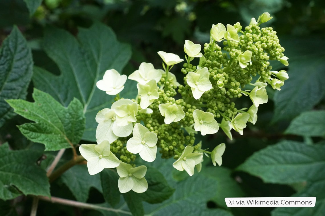 Eichenblatt-Hortensie (Hydrangea quercifolia 'Snow Queen')