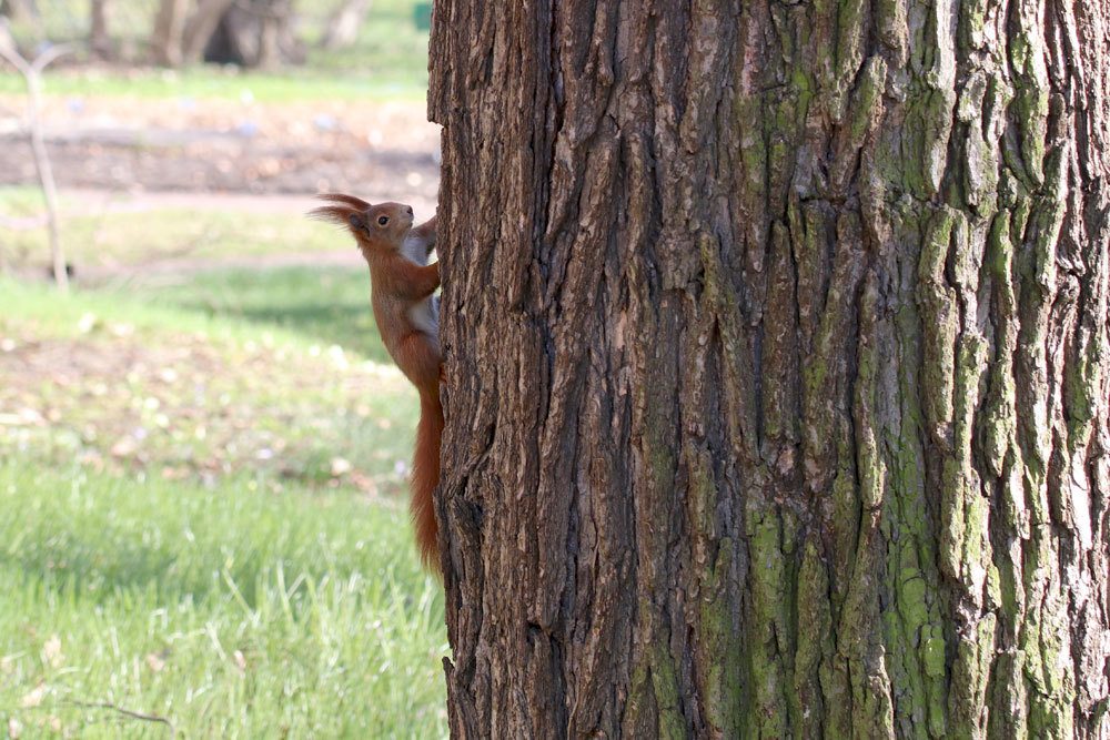 Eichhörnchen