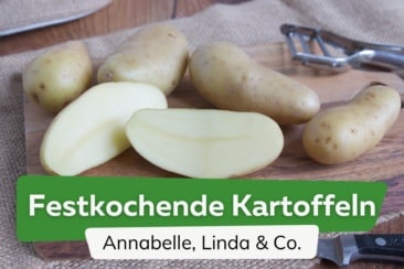 Festkochende Kartoffeln