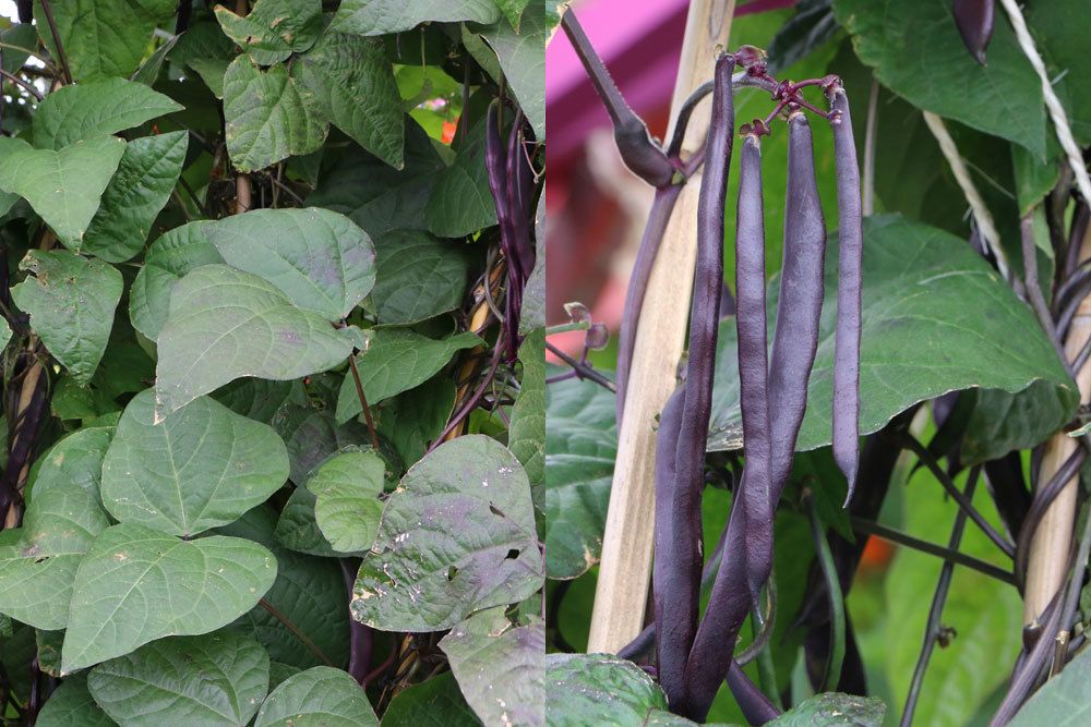 Stangenbohnen, Phaseolus, Blauhilde