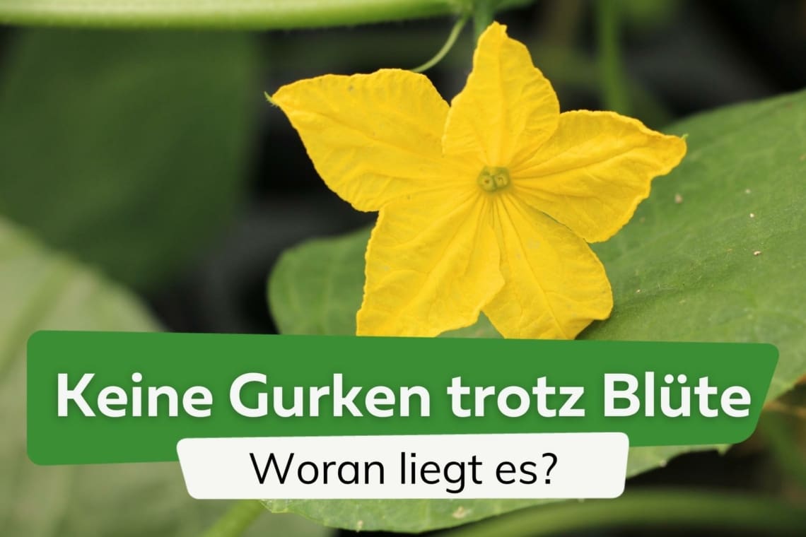 Gurken blühen, bilden aber keine Früchte