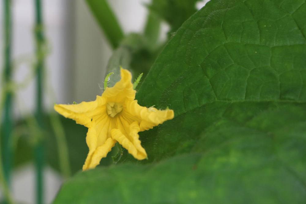 Blüte an einer Gurkenpflanze