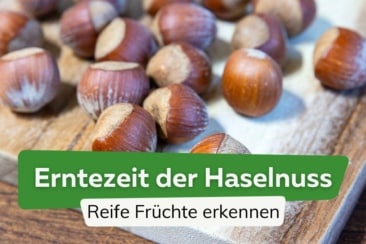 Haselnüsse ernten