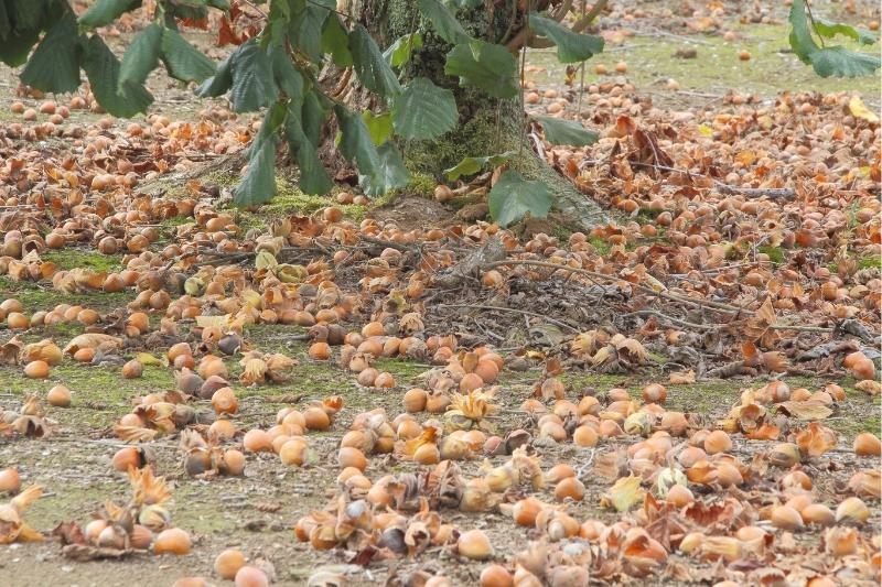 Vom Baum gefallene, reife Haselnüsse