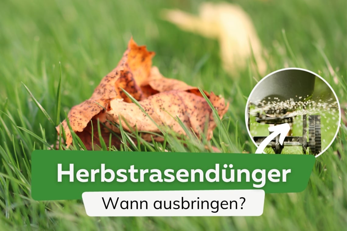 Herbstrasendünger