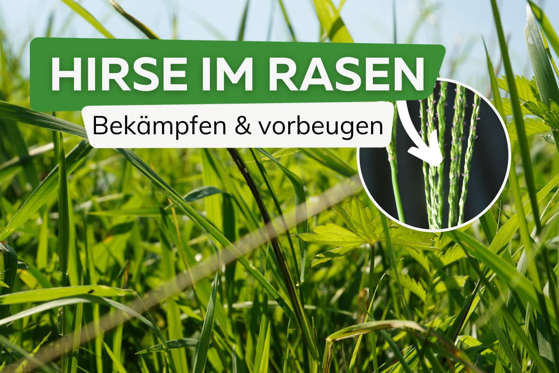 Hirse/Fingerhirse im Rasen