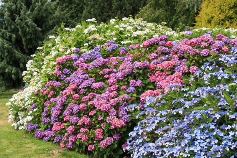 Verschiedene Hortensiensorten im Garten