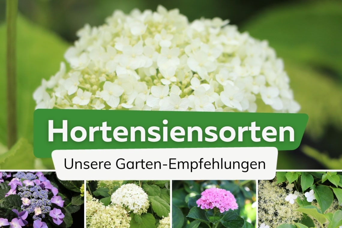 Hortensiensorten