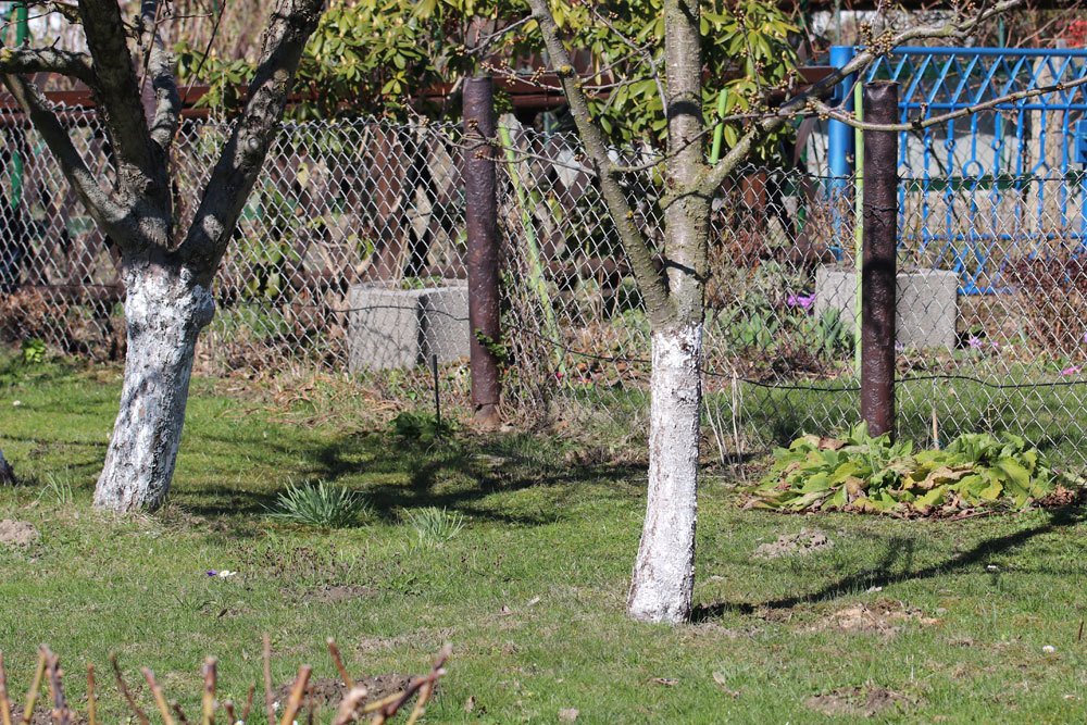 Kalkanstrich an Bäumen im Garten