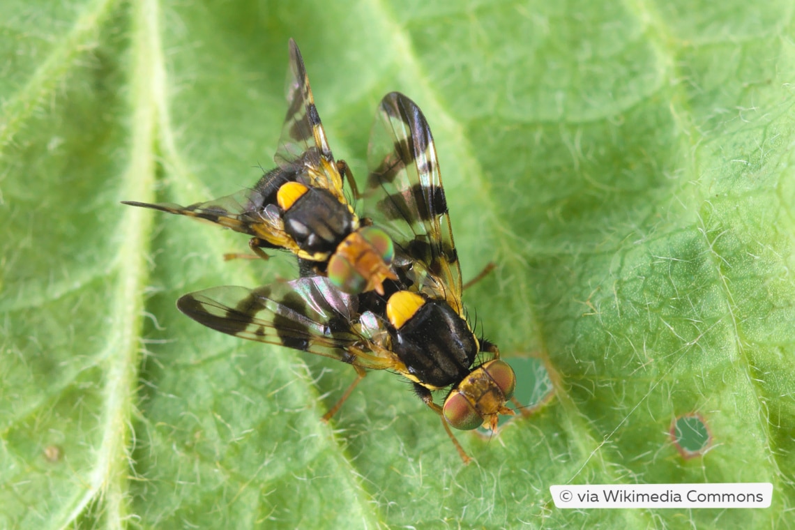 Kirschfruchtfliege (Rhagoletis cerasi)