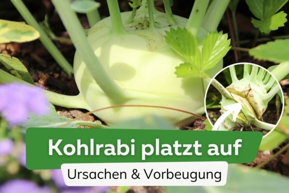 Kohlrabi platzt auf