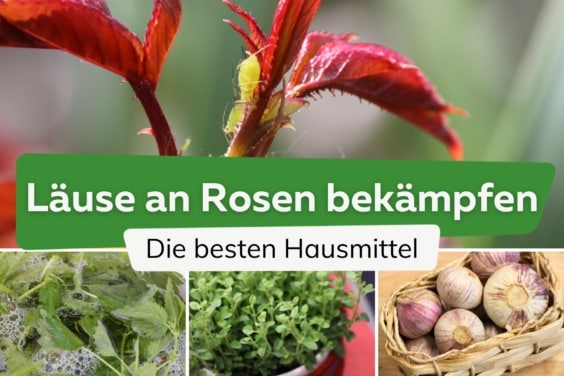 Läuse an Rosen bekämpfen