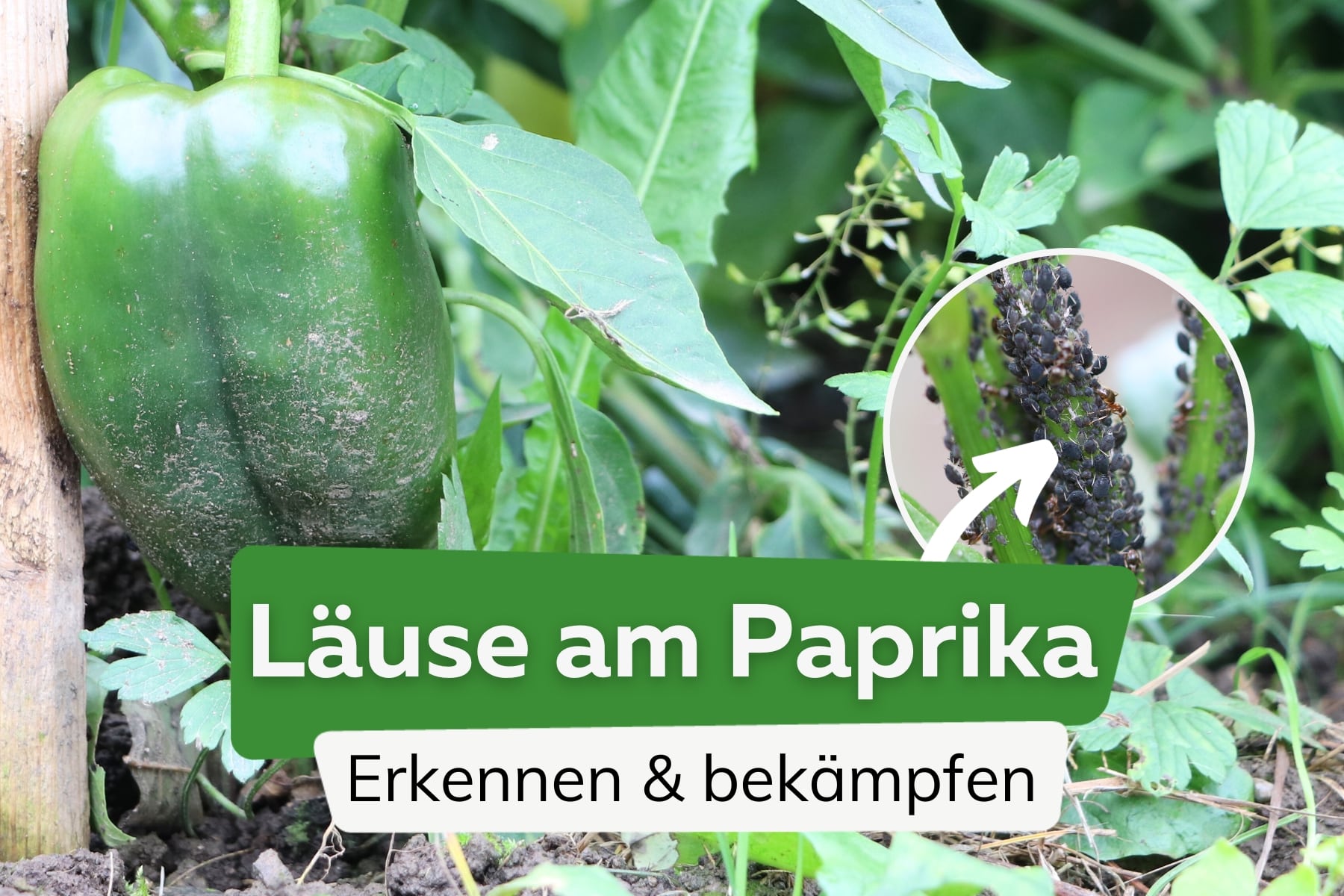 Läuse an Paprikapflanzen