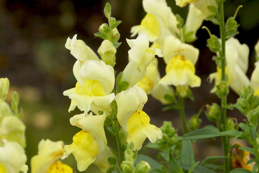 Löwenmaul, Antirrhinum