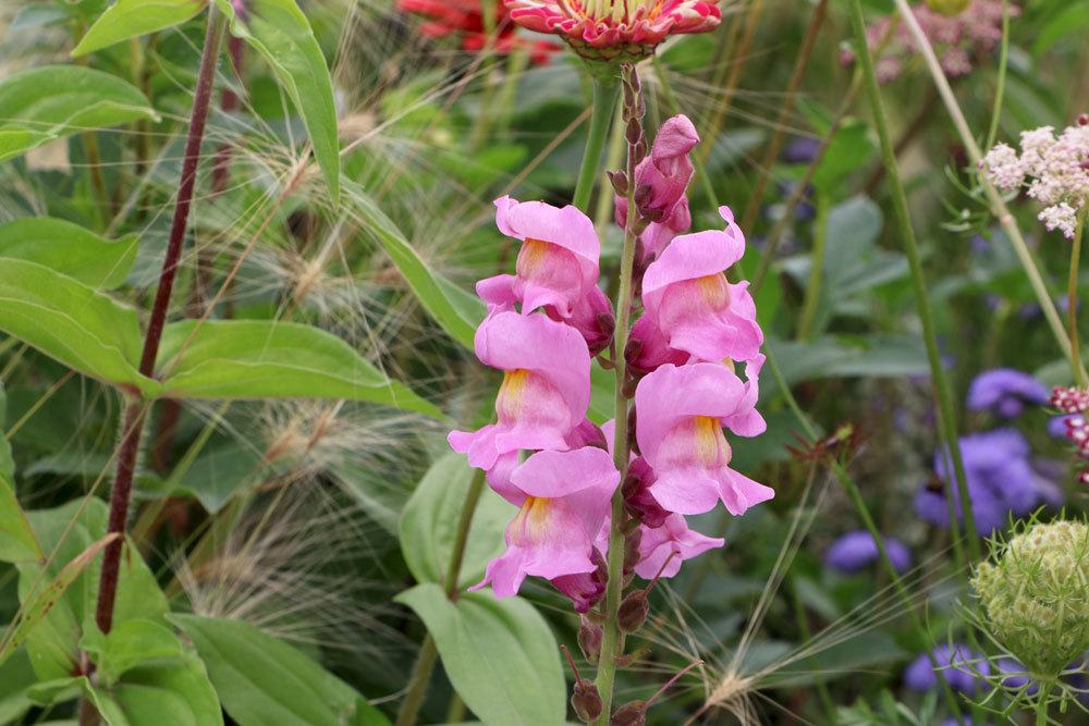 Löwenmaul, Antirrhinum