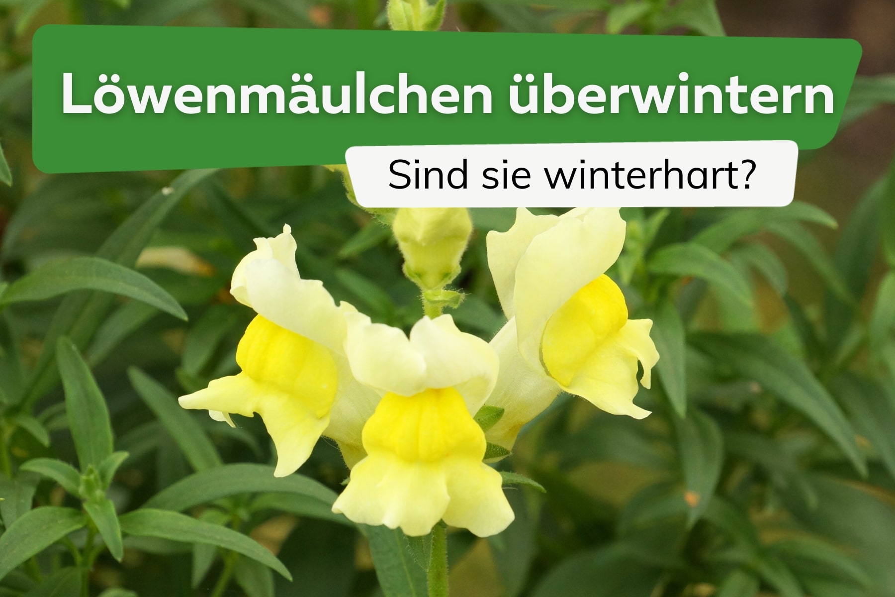 Löwenmäulchen überwintern