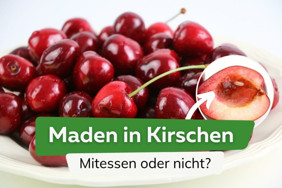 Maden in Kirschen mitessen