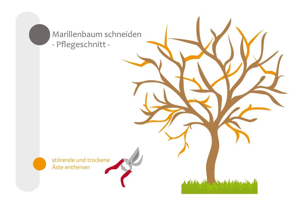 Marillenbaum - Pflegeschnitt, störende und trockene Äste abschneiden