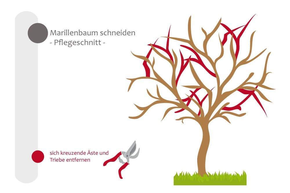 Marillenbaum - Pflegeschnitt, sich kreuzende Äste entfernen