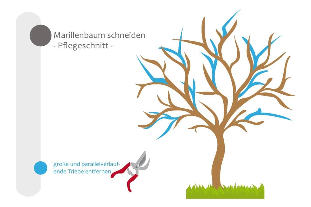 Marillenbaum - Pflegeschnitt, große, parallelverlaufende Triebe entfernen