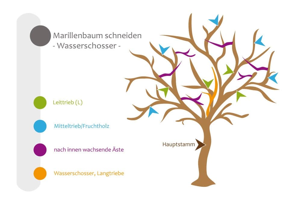 Marillenbaum - Pflegeschnitt, Wasserschosse beseitigen