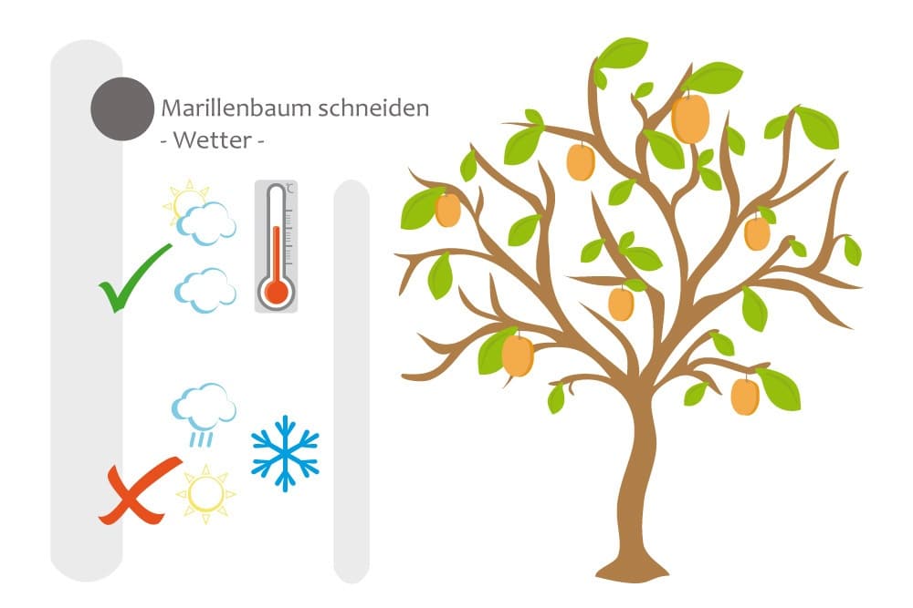 Marillenbaum zum richtigen Zeitpunkt verschneiden