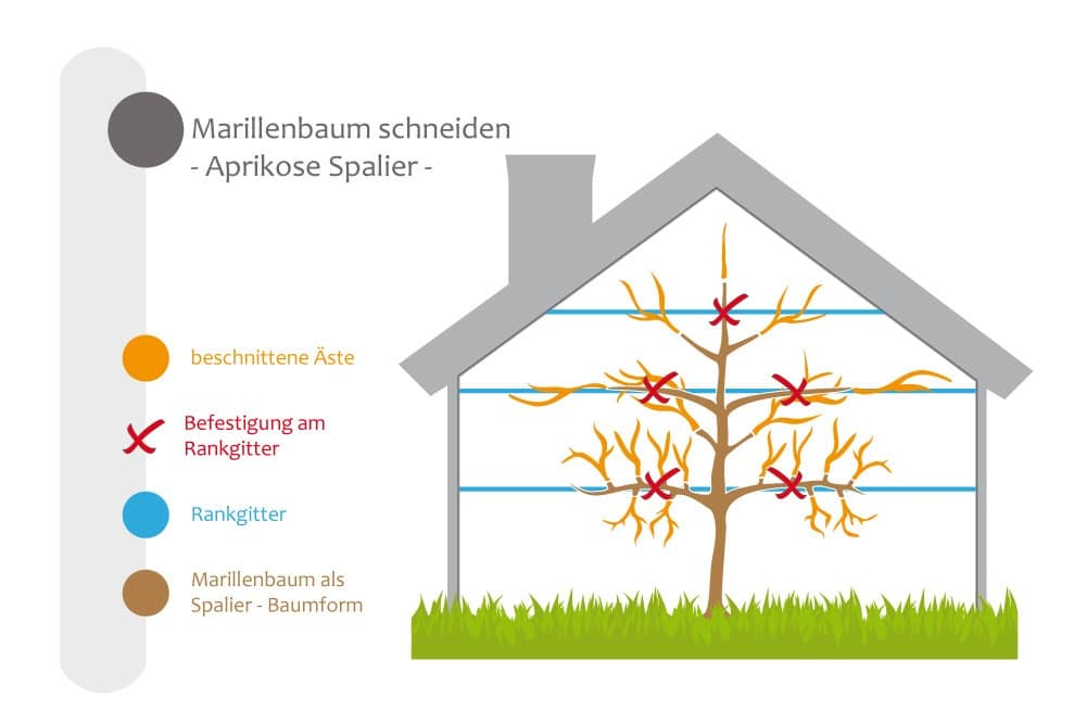 Marillenbaum als Spalier erziehen